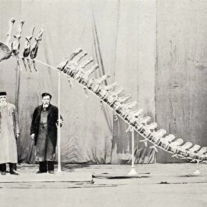 1905 Sauropod dinosaur Cetiosaurus leedsi