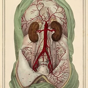 Abdominal aorta, 1825 artwork