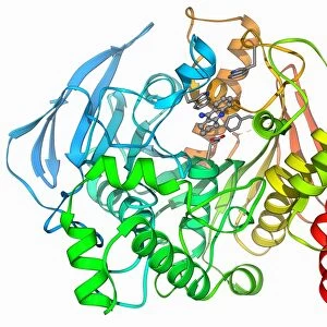 Acetylcholinesterase molecule F006 / 9226