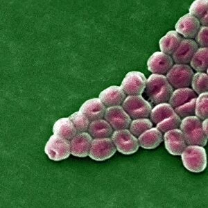 Acinetobacter baumannii bacteria, SEM