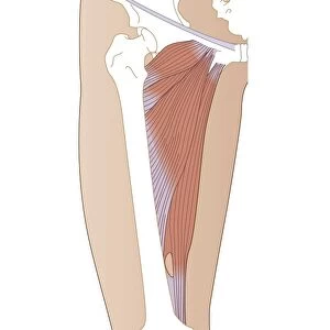 Adductor muscles, artwork