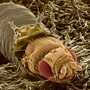 Adult fruit fly hatching, SEM