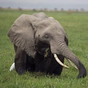 African elephant and cattle egrets
