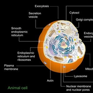 Animal cell anatomy, diagram
