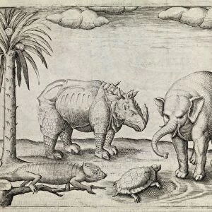 Animals of Java, 17th century C017 / 8051