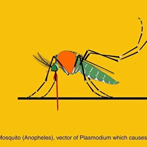 Anopheles mosquito, artwork