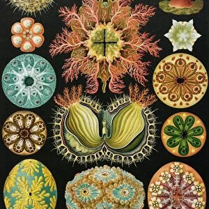 Ascidiae organisms, artwork