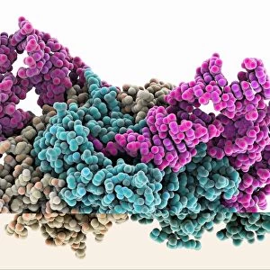 Aspartyl-tRNA synthetase protein molecule C014 / 0874