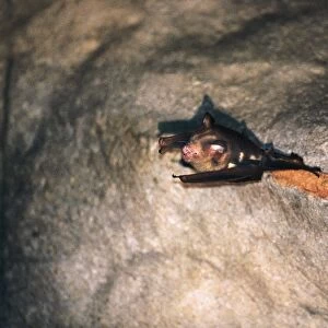 Bat on cave roof