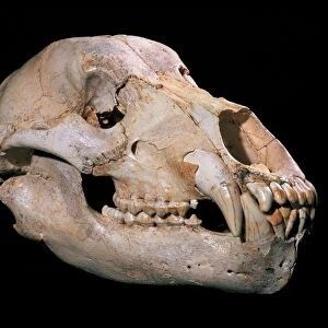 Bear skull, Sima de los Huesos