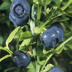 Bilberries (Vaccinium myrtillus)