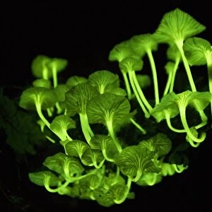 Bioluminescent mushrooms C016 / 6238