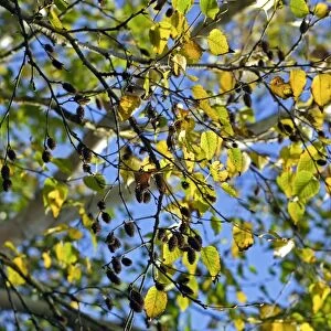 Birch (Betula costata) C013 / 5403
