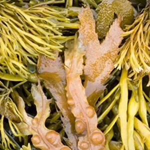 Bladder wrack and other seaweeds