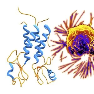 Breast cancer protein and cancer cell C016 / 4600