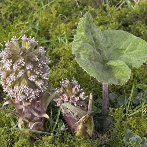 Butterbur flowers and leaf