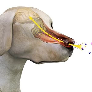 Canine olfactory system, artwork C018 / 0295