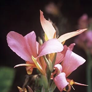 Canna lily Erebus