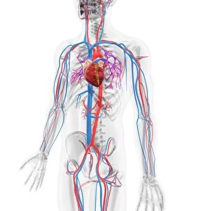 Cardiovascular system, artwork F006 / 2988