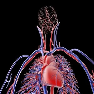 Cardiovascular system, artwork F006 / 4602
