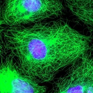 Cell division, fluorescent micrograph