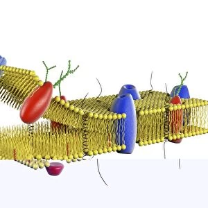Cell membrane, artwork C013 / 7468