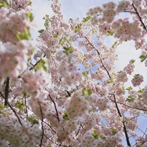 Cherry blossom (Prunus sp. )