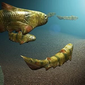 Climatius sp. prehistoric fish