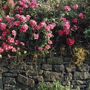 Climbing rose (Rosa sp. )
