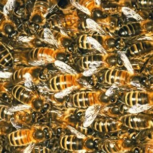 Close-up of honey bees (Apis mellifera)