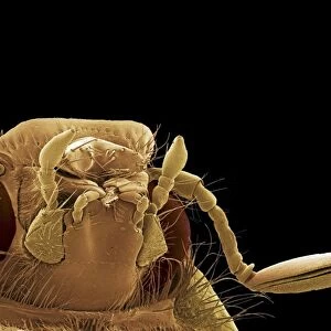 Cockchafer beetle, SEM