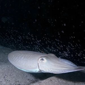 Common cuttlefish Sepiida