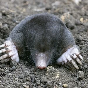 Common European mole C016 / 8758