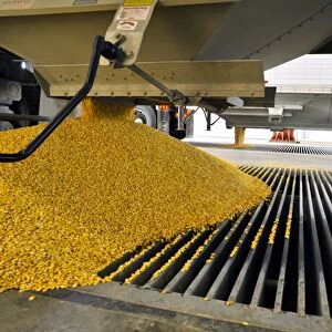 Corn at an ethanol processing plant