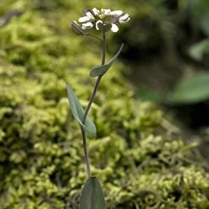 Cotswold pennycress (Thlaspi perfoliatum)