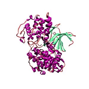 Cyclin-dependent kinase 2 enzyme