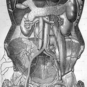 Deep abdominal organs, 1880 artwork C017 / 6913