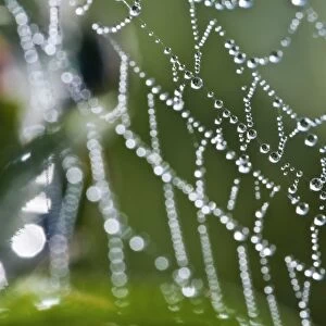 Dew drops on a spiders web