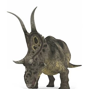 Diabloceratops dinosaur