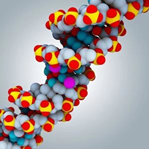 DNA and BDNF gene, molecular model