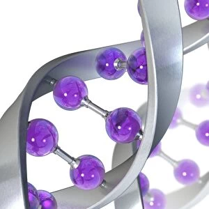 DNA molecule, artwork