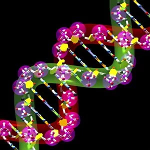 DNA molecule, artwork C016 / 8502