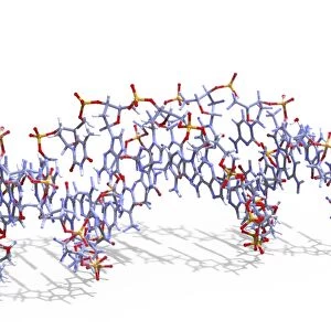 DNA molecule F008 / 3657