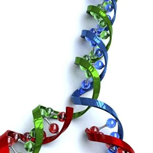 DNA replication, artwork