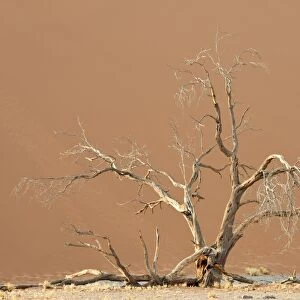 Dune in Namib-Naukluft National Park C018 / 9326