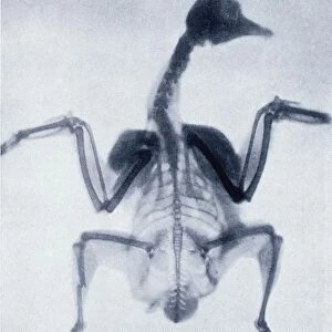 Early x-ray of a bird