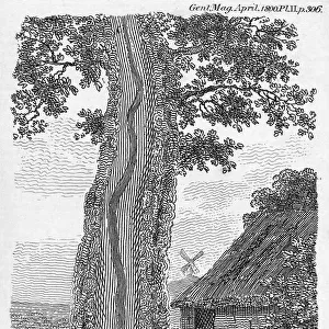Engraving of a tree split by lightning