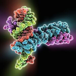 Epstein-Barr virus protein and DNA