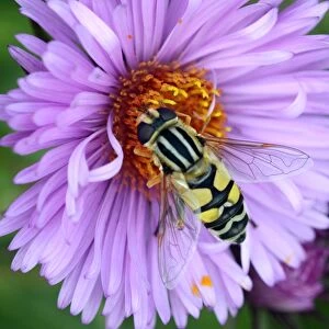European hoverfly on Aster sp. flower