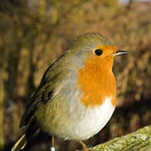 European robin perched on a wooden fence